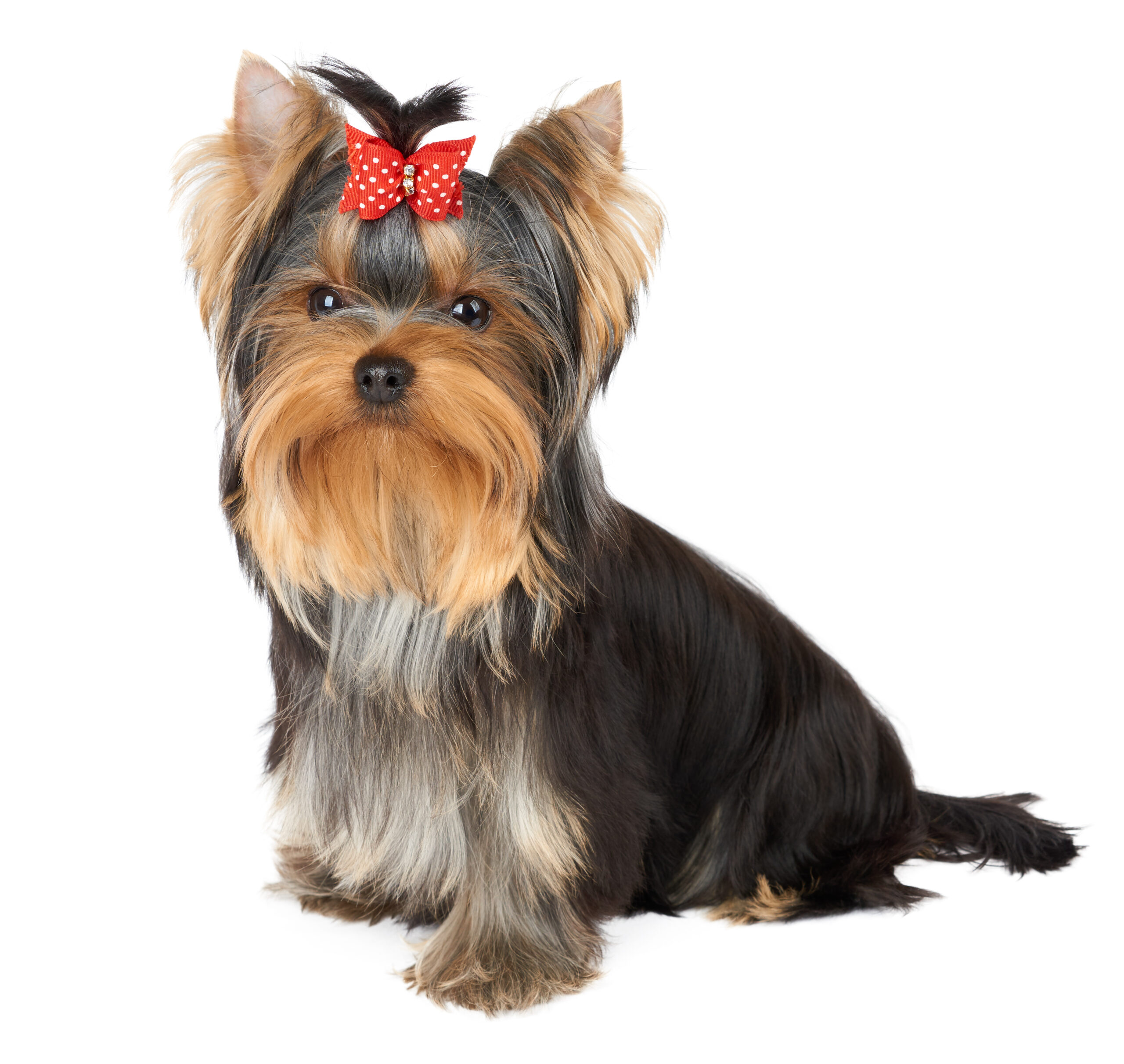 Puppy,Of,The,Yorkshire,Terrier,With,Red,Hair,Bow